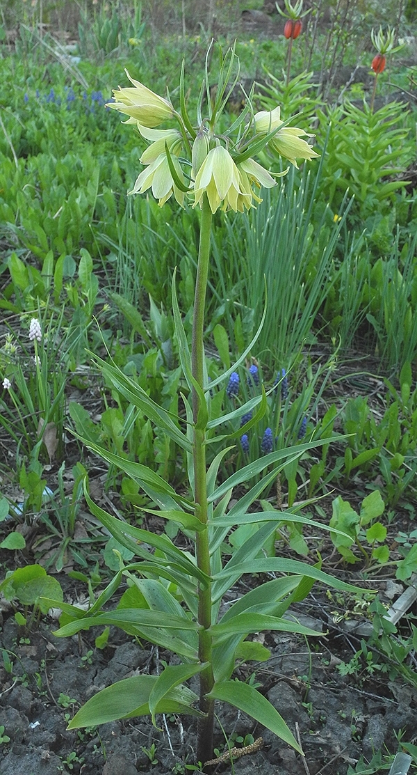 Изображение особи Fritillaria raddeana.