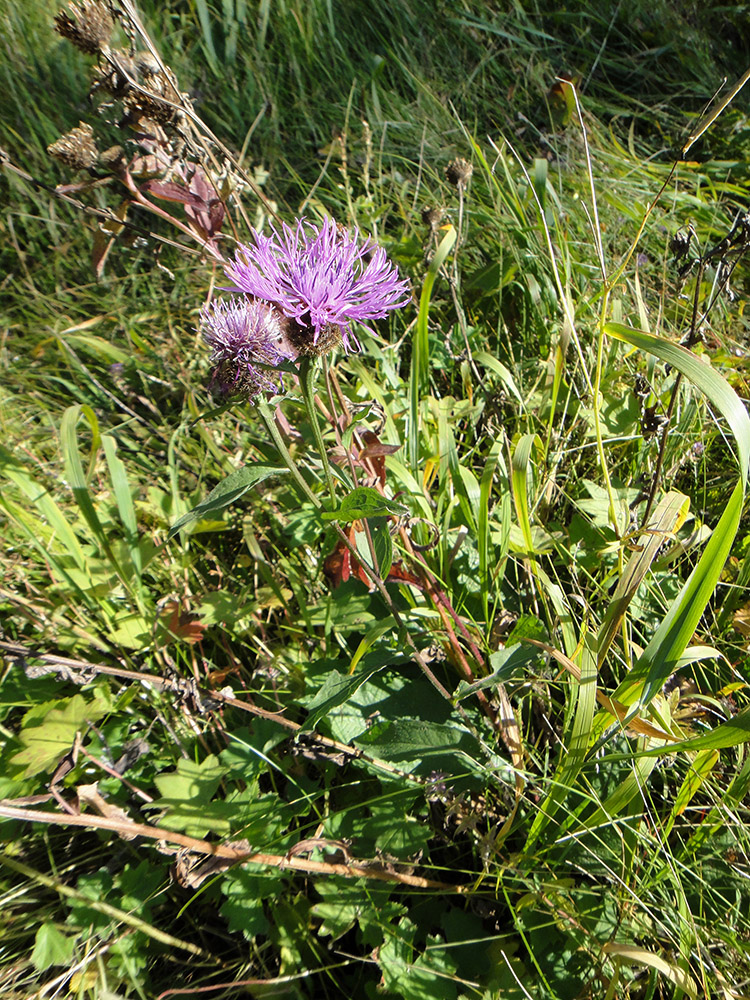 Изображение особи Centaurea pseudophrygia.