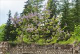 Paulownia tomentosa