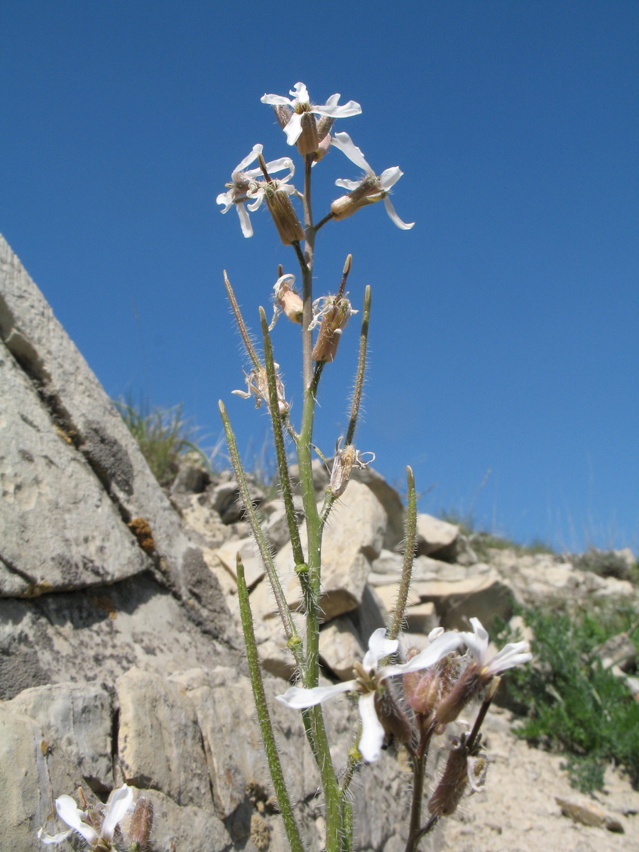 Image of Parrya hispida specimen.