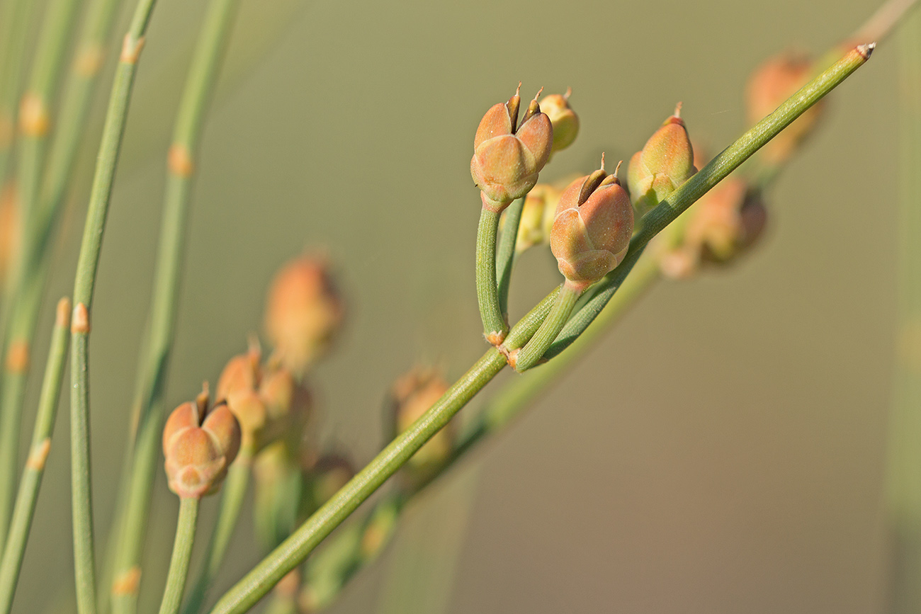 Изображение особи Ephedra distachya.