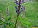 Lupinus polyphyllus. Средняя часть соцветия. Украина, Львовская обл., Сколевский р-н, национальный природный парк \"Сколевские Бескиды\", окр. с. Каменка, луг. 28.05.2018.