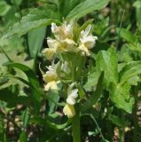 Dactylorhiza romana подвид georgica. Соцветие. Грузия, Боржоми-Харагаульский национальный парк, маршрут №1; гребень горного отрога между ручьями Читахеви и Ликани, ≈ 1600 м н.у.м, большой луг. 25.05.2018.