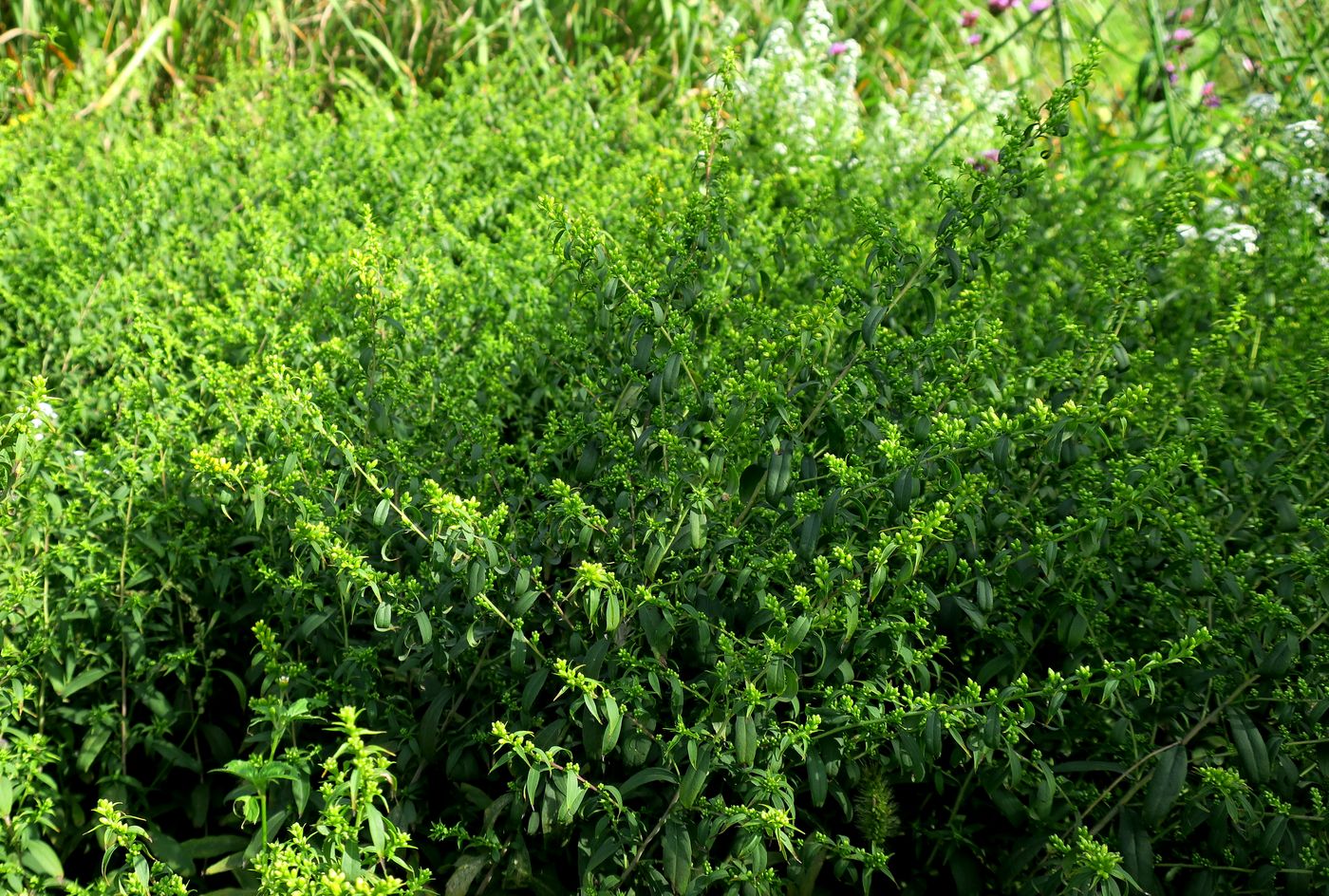 Изображение особи Solidago caesia.