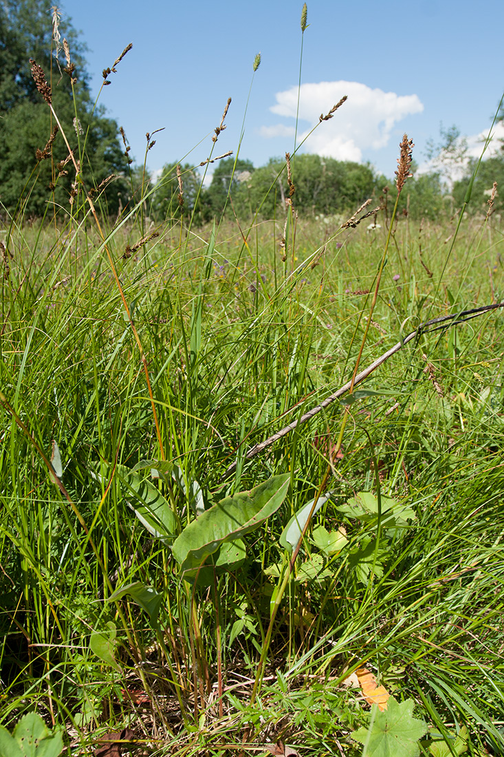 Image of Bistorta officinalis specimen.