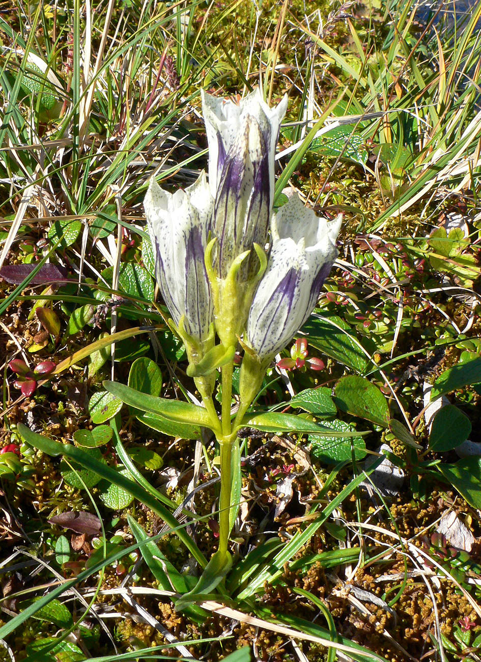 Изображение особи Gentiana algida.