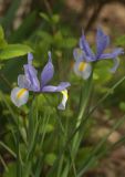 Iris xiphium