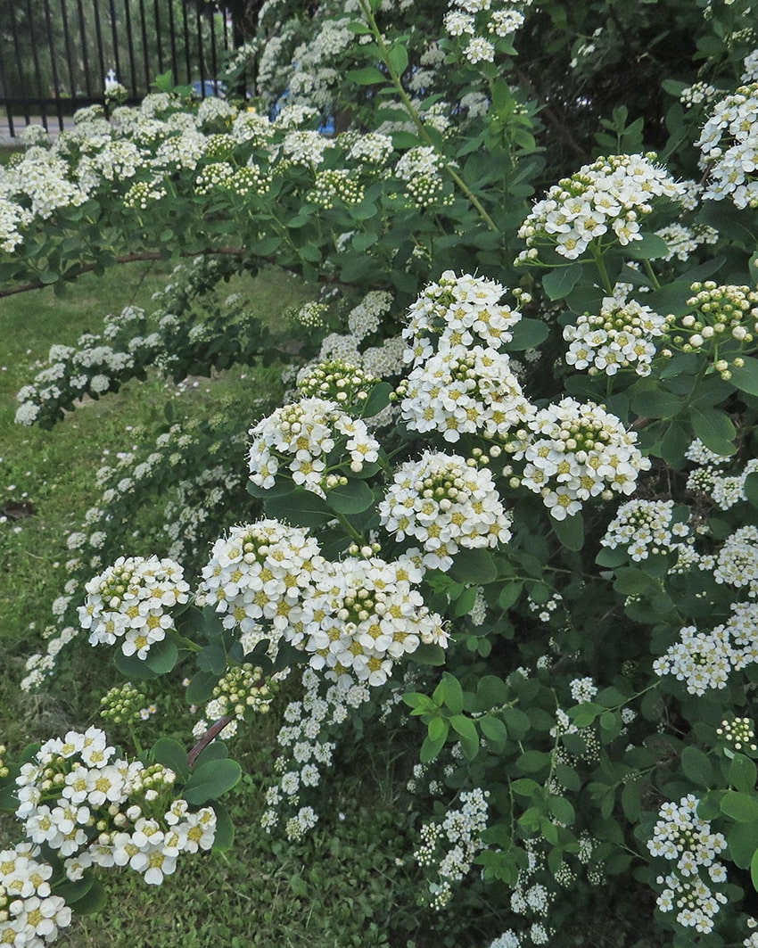 Изображение особи Spiraea wilsonii.