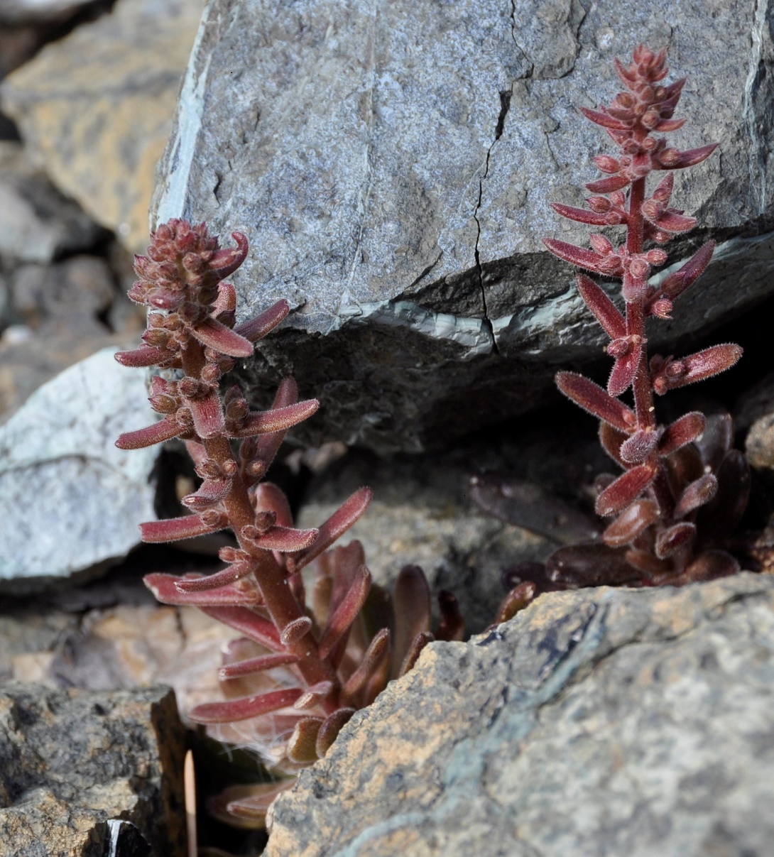 Изображение особи Sedum microstachyum.