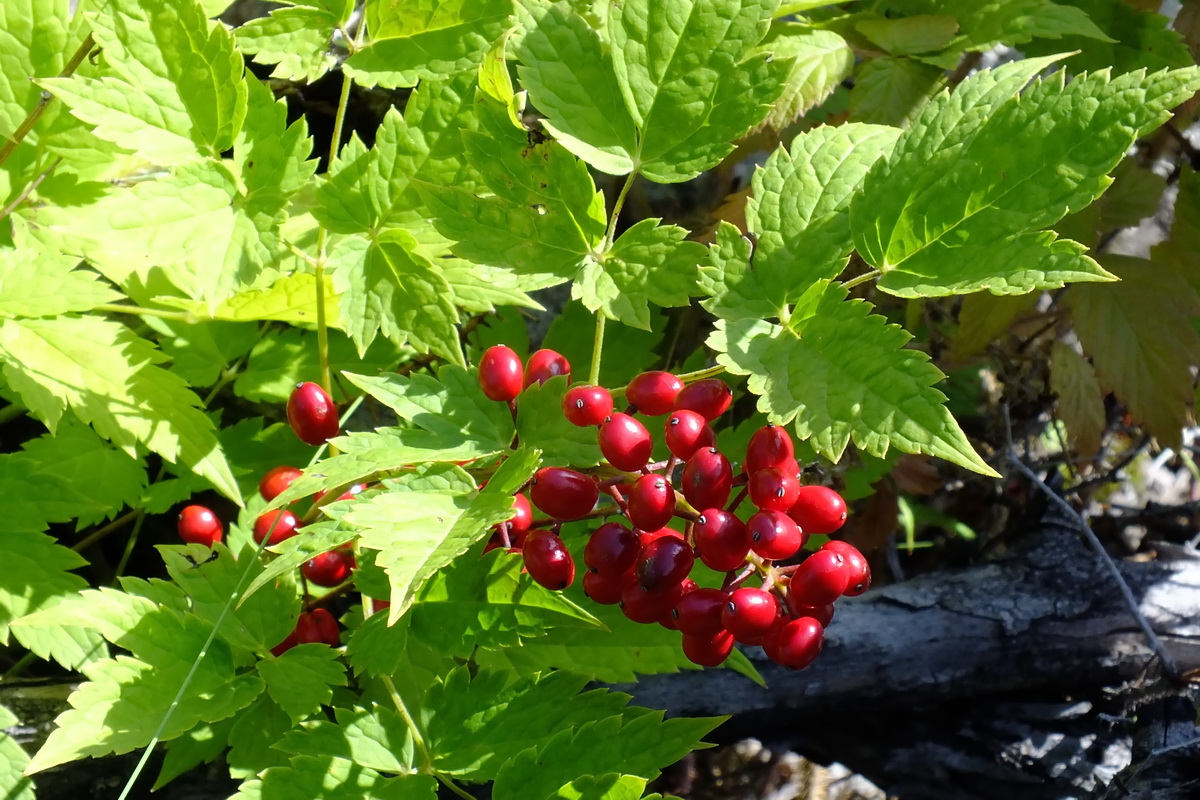 Изображение особи Actaea erythrocarpa.