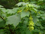 Acer ukurunduense