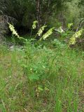 Astragalus aksuensis. Цветущее растение на лугу. Казахстан, Туркестанская обл., Толебийский р-н, территория Сайрам-Угамского национального парка; Угамский хребет, ≈ 1800 м н.у.м., дол. р. Сайрам-су. 02.07.2019.