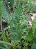 Scrophularia olympica