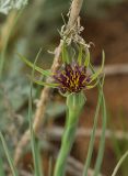 Tragopogon krascheninnikovii