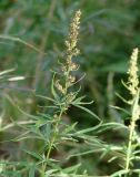 Artemisia vulgaris