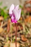 Cyclamen hederifolium подвид confusum. Цветонос с цветком. Греция, о-в Крит, ном Ханья (Νομός Χανίων), дим Киссамос (Κίσσαμος), окр. деревни Полириния (Πολυρρήνια), широколиственный лес вдоль русла временного водотока. 18 октября 2021 г.