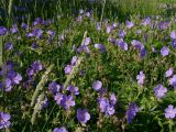 Geranium pratense