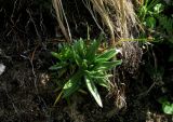 Gentiana grandiflora. Розетки вегетирующих растений. Красноярский край, Ермаковский р-н, парк \"Ергаки\", окр. оз. Тушканчик, заросший курумник на берегу озера. 24.07.2012.