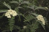 Sorbus scalaris. Цветущие ветки. Санкт-Петербург, парк Ботанического сада БИН РАН, в культуре. 13.06.2022.