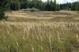 Calamagrostis epigeios