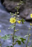 Alcea rugosa