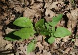 Lactuca chaixii. Розетка листьев. Луганская народная республика, г. Луганск, пос. Медгородок, лесопосадка. 03.05.2023.