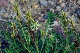 Astragalus schelichowii. Соцветие, соплодия и верхушки листьев. Красноярский край, Туруханский р-н, г. Игарка, у дороги. 21.07.2023.