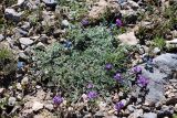 Oxytropis savellanica