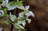 Salvia sclarea