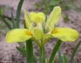 Iris pineticola