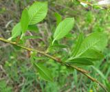 Salix phylicifolia