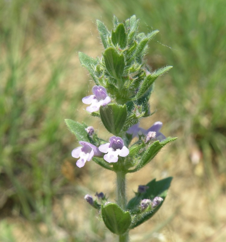 Изображение особи Ziziphora villosa.