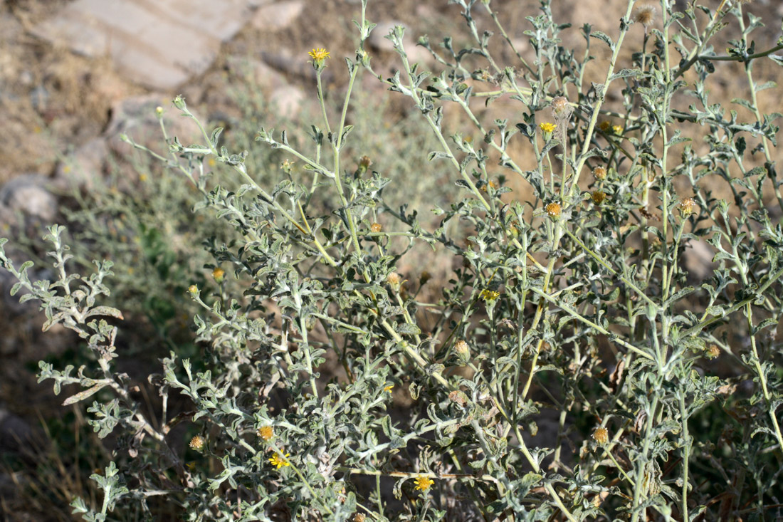 Изображение особи Pulicaria salviifolia.