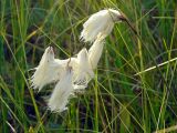 Eriophorum angustifolium. Верхушка плодоносящего растения. Московская обл., Одинцовский р-н, окраина оз. Полецкое, торфяное болото. 14.06.2011.