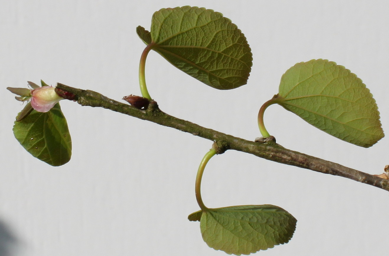 Изображение особи Cercidiphyllum japonicum.