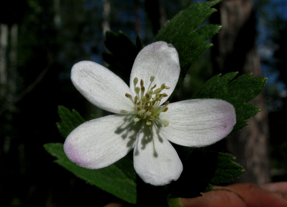 Изображение особи Anemone baicalensis ssp. kebeshensis.