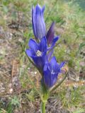 Gentiana decumbens. Соцветие. Республика Хакасия, Ширинский р-н, окр. с. Ефремкино, каменистая степь. 26.07.2012.