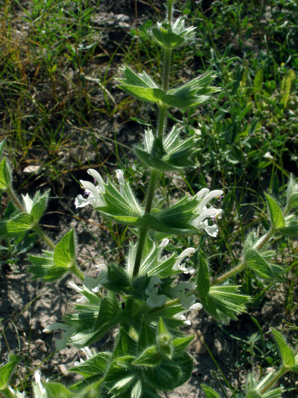Изображение особи Salvia spinosa.