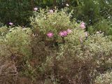 Cistus tauricus. Цветущее растение. Крым, пос. Отрадное, возле дороги. 20.05.2013.