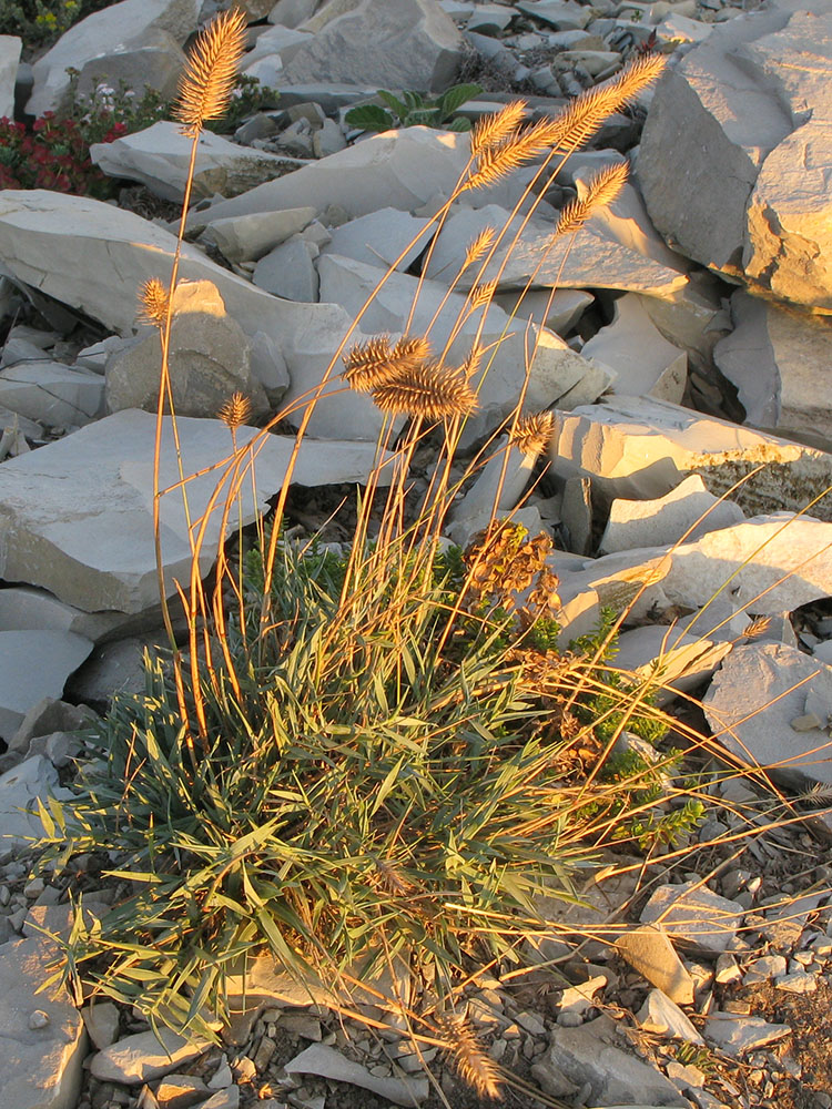 Изображение особи Agropyron pinifolium.