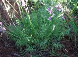 Astragalus macropus