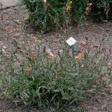 Oenothera argillicola