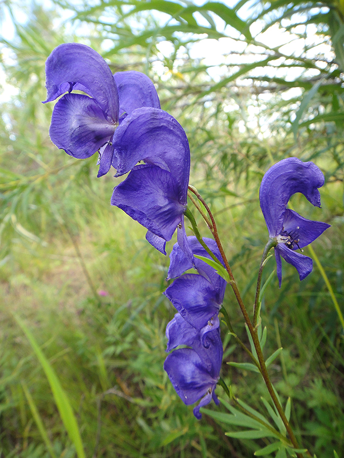 Изображение особи Aconitum turczaninowii.