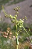 Ferula ugamica. Верхушка расцветающего растения. Южный Казахстан, хр. Каржантау, ущ. Кызылбулак. 27.05.2013.