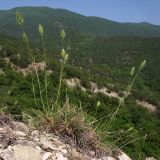 Agropyron pinifolium. Цветущее растение. Краснодарский край, м/о г. Новороссийск, гора Большой Маркотх. 17.05..2014.