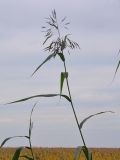 Phragmites australis. Верхушка растения с соцветием. Берег Финского залива, Старый Петергоф, конец сентября.