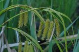 Carex pseudocyperus. Побеги с соплодиями и отцветшими мужскими соцветиями. Ленинградская обл., Всеволожский р-н, дер. Лаппелово, заболоченый берег Лаппелевского оз. 27.08.2015.