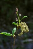 Duschekia fruticosa. Верхушка побега с соцветиями и разворачивающимися листьями. Бурятия, Байкальский заповедник, нижняя часть северного склона хр. Хамар-Дабан, среднее течение р. Ушаковка. 10.06.2013.