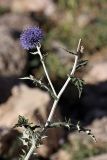 Echinops talassicus