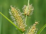 Carex rhynchophysa